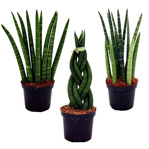Sansevieria cylindrica - Set of three different plants - in 9cm pot