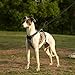 Huntboo Hunde Sicherheitsgeschirr, Sicherheitsgeschirr für Hunde, Vollständig Reflektierendes Geschirr mit Gepolstertem Griff, Wasserdicht, Verstellbare Weste (Schwarz, M)