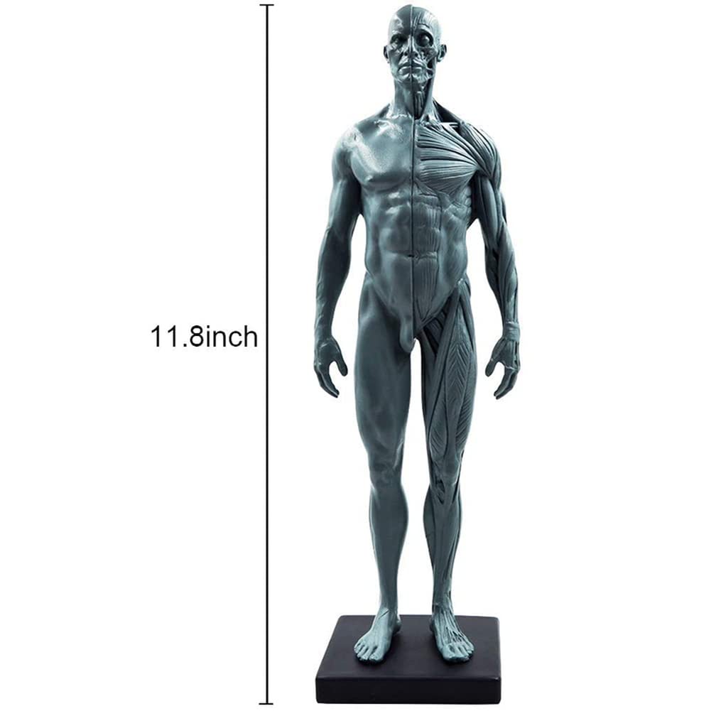 Materiale di anatomia umana maschile e femminile Ecorche e materiale di laboratorio per modelli di pelle, riferimento anatomico per artisti