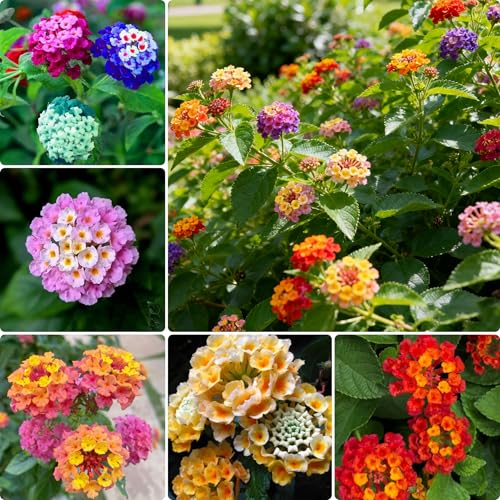 Lantana Seeds for Planting 150+ Mixed Lantana Camara Seeds Perennial Flower Plants Non-GMO Heirloom Flower Seed for Outdoors Home