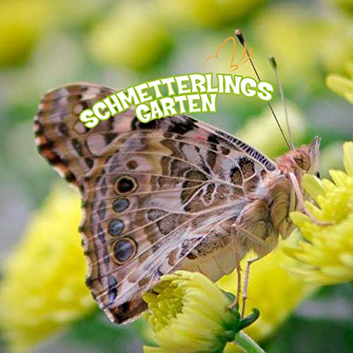 Schmetterlingsgarten inkl. 8-10 Raupen und Zubehör - Zuchtset für Kinder und Erwachsene - Zuhause heimische Distelfalter züchten – Bild 7