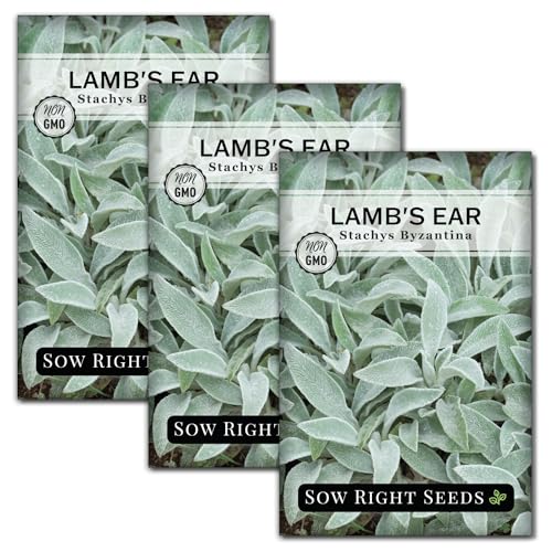 Sow Right Seeds - Lambs Ear Seeds for Planting - Non-GMO Heirloom Packet with Instructions to Grow an Outdoor Flower Garden - Wooly Silver Leaves, Perennial Foliage - Stachys for Rock Gardens (3)