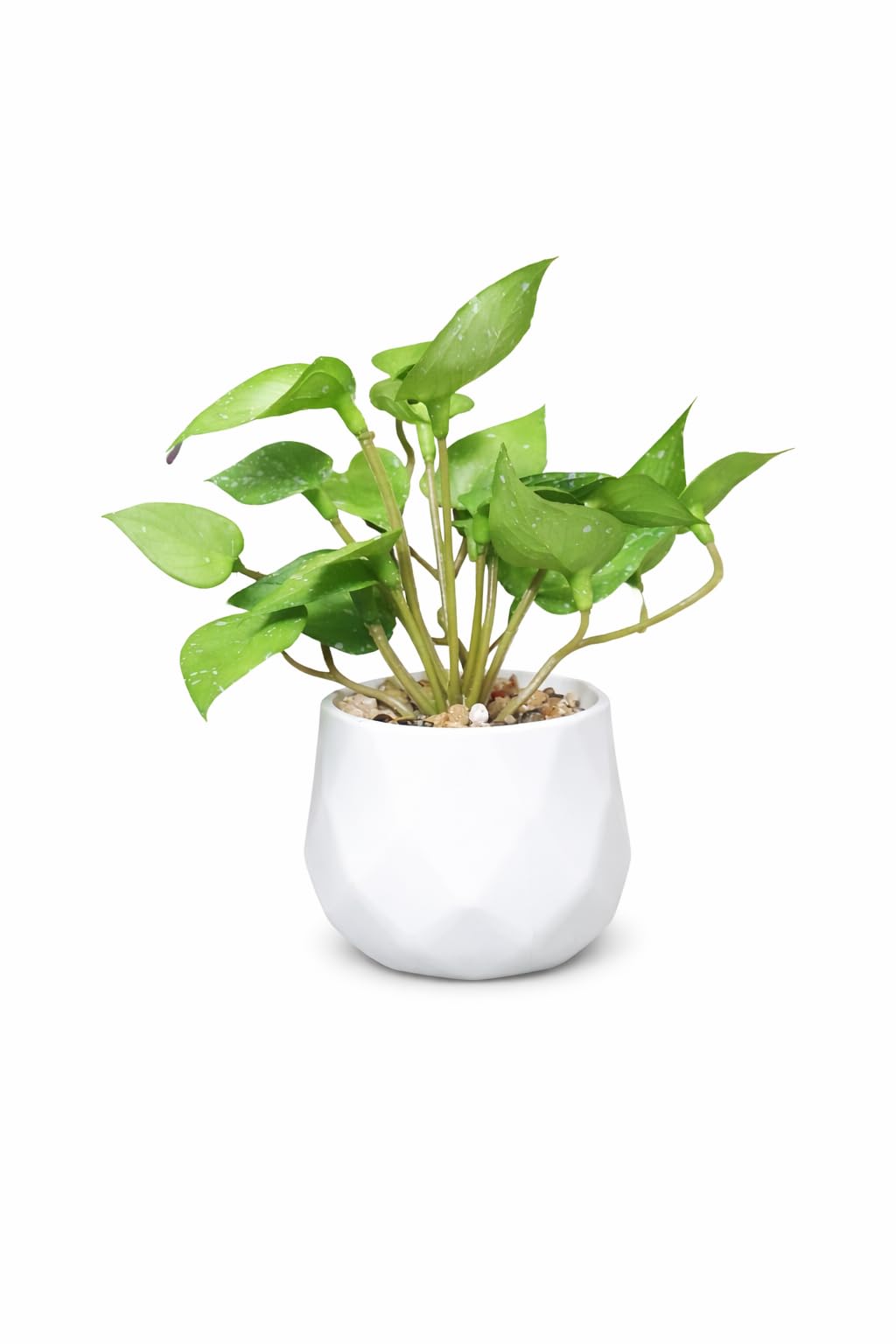 Artificial Money Plant in White Ceramic Pot | Tabletop Home & Office Décor Plant-image-49