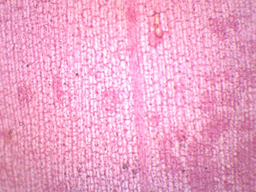 Image of EISCO Elodea, Submerged Leaf - Prepared Microscope Slide - 75 x 25mm - Microscopy