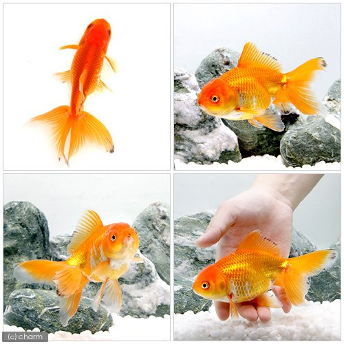 Amazon | （国産金魚）ジャンボオランダ 長洲産（1匹） | CHARM 
