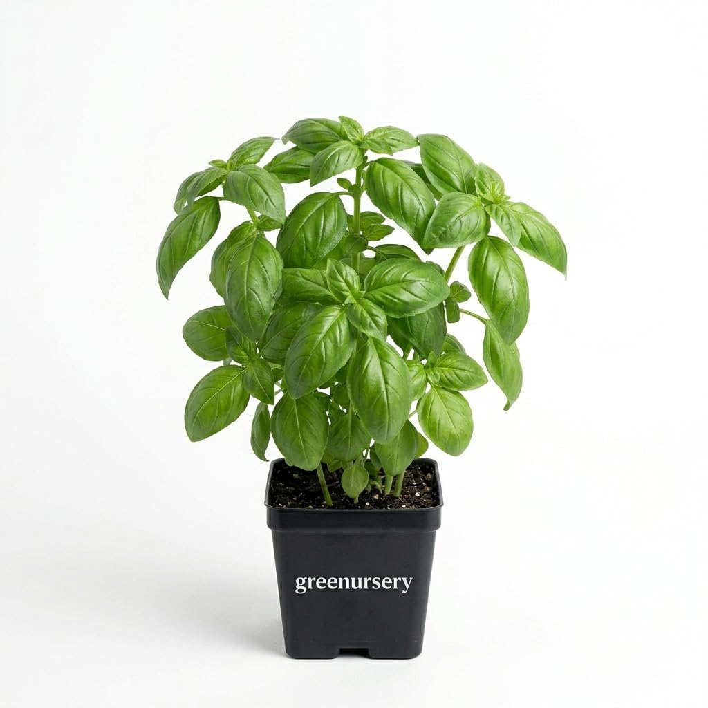 Basil Ocimum Basilicum Live Herbal Plant - Pack of 1-image-31