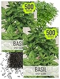 Seed Needs Spicy Globe Basil Seeds for Planting - Non-GMO Heirloom & Untreated Culinary Herb Seed to Plant an Indoor or Outdoor Home Grown Kitchen Garden (2 Packs)