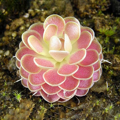 Generic 10 Stk. Fettkraut Pinguicula vulgaris Samen