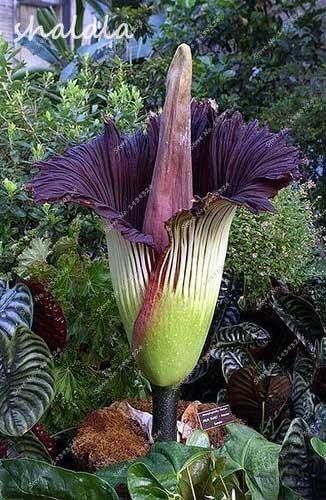 Amazon 1 50 Seeds Corpse Flower Titan Arumは Quot Corpse Flower Quot または Quot Corpse Plant Quot とも呼ばれています 庭のための世界最大の花 花