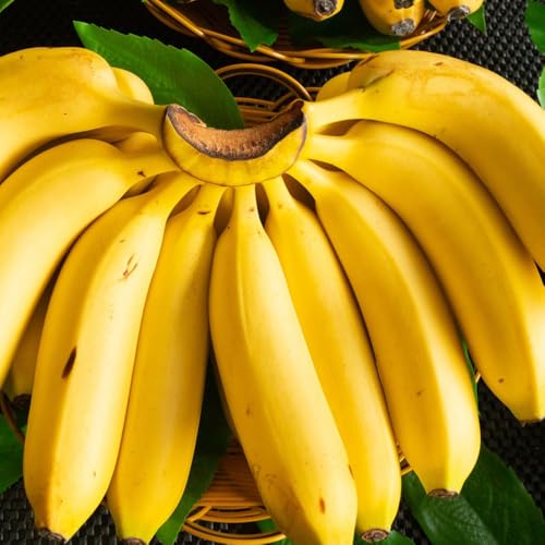 Bananenbaum - zwergobstbäume obstsamen säulenobst winterhart alte sorten seltene garten bananenpflanze obstbäume kaufen 55Samen