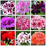 Geranium Mix 50+ Seeds Flowers Planting for Outdoor Indoor