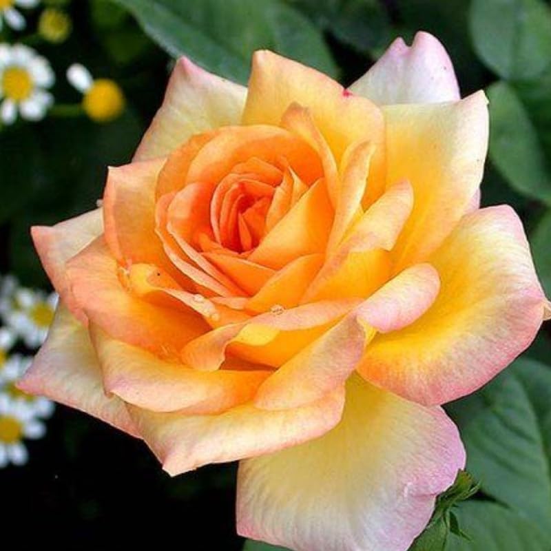 Rose Bush - Planta viva, planta híbrida de rosa de té, 5-9 pulgadas de alto, árbol de flores fragantes, bien enraizado 1 año de edad, sin maceta