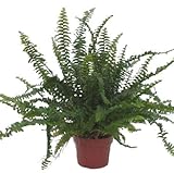 PERFECT PLANTS