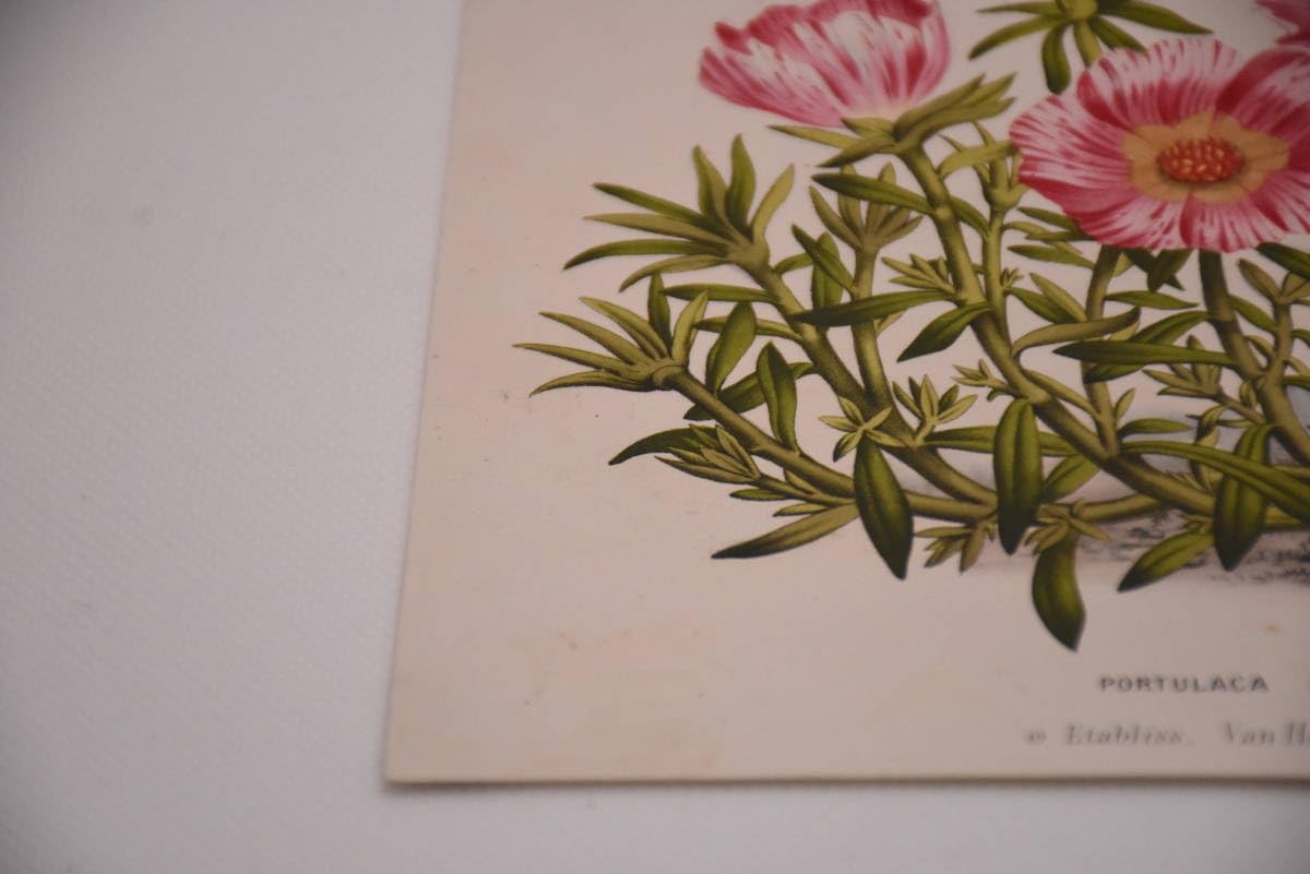 Saffron Crocus, Handcoloured Steel Engraving Print. Art Prints