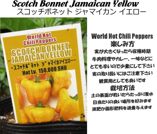 Amazon.co.jp: ホットペッパー Scotch Bonnet Jamaican Yellow