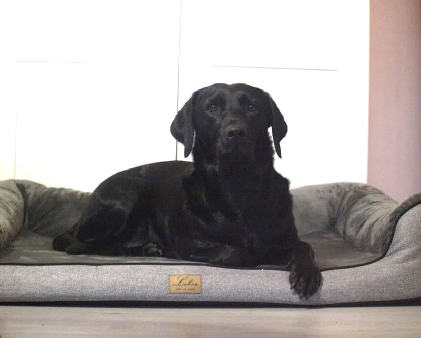 Lebon - Hundebett Balou Plus - Orthopädisch - Bis 90 Grad waschbar - 100x80cm - Dicke Liegefläche - Hochwertig und Made IN EU