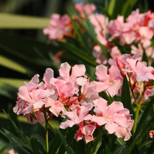 semillas de plantas adelfa, jardín en maceta resistentes flores macetas otoño exterior primavera 3pcs