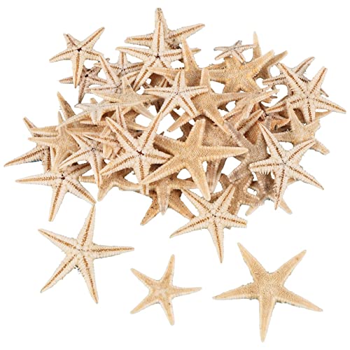 Olivine Pequeño Estrella de Mar Concha de Mar Estrella Artesanía de La Playa 0.4 Pulgadas-1.2 Pulgadas Piezas Cover