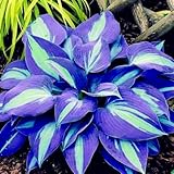 Wunderschöne Hosta, eine kältebeständige mehrjährige Hosta mit seltenen Farben, geeignet für die Gartendekoration-4 stück-F
