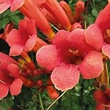 Baumschule WEDROWSKI w