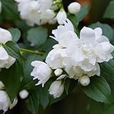 Période de floraison : Juin Seringat - Philadelphus Virginal 3l - Plante En Pot - Floraison Juin - Couleur de la Fleur