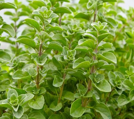 Marjoram Plant Seeds Green 60pcs