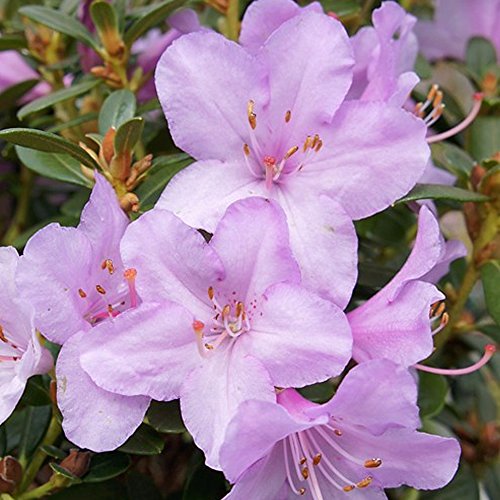 1 X Rhododendron 'Snipe' Evergreen Bushy Shrub Hardy Garden Plant in Pot
