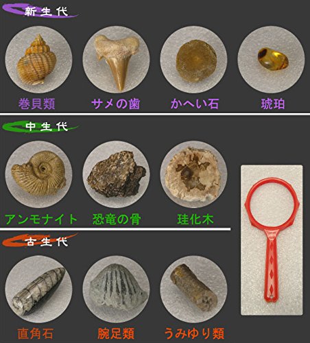 Amazon.co.jp: 化石コレクション10種 : ホーム＆キッチン