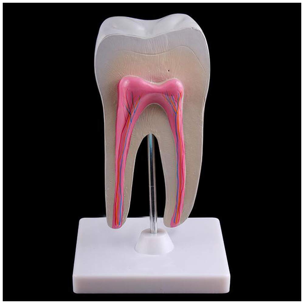 Model Zębów Zębowych - Model Zębów Wyjmowanych - Materiał Pcv Model Do Nauki Anatomii Stomatologicznej - Model Zębów Do Nauki Dla Dzieci - Edukacyjny Pomocnik S