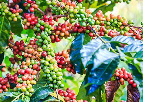 Golden Hills Farm Coffee plant very tasty high production ROBUSTA coffee 1 Healthy Fruit Live Plant (B093QH441V) Amazon Price History, Amazon Price Tracker