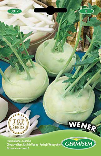 Germisem Kohlrabi WENER WHITE EC3017 mehrfarbig