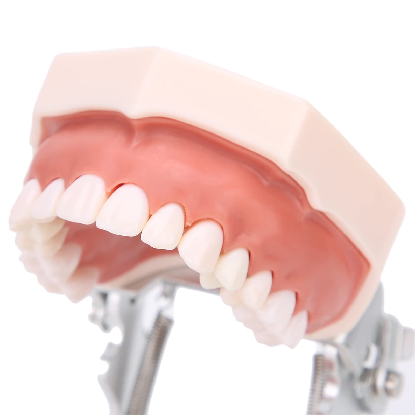 Modelo de dientes estándar de enseñanza con destornillador para práctica de tipodonto