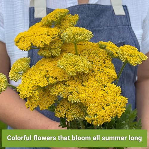 Sow Right Seeds - Common White, Gold & Red Yarrow Seeds for Planting - Non-GMO Heirloom Packets with Instructions to Grow Outdoor Home Garden - Medicinal Herb & Native Wildflower with Fragrant Blooms - Image 3