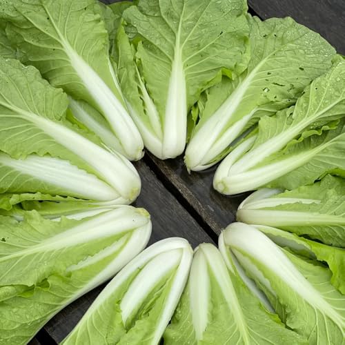 pak choi resistenti semi di verde letto elevato per balcone riverdimento tetti balcone letti elevati semi giardino 1200pcs