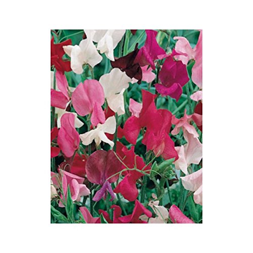 Graines de pois de senteur Spencer varié 3 grammes