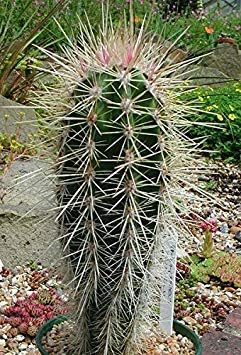 Miniatura 1 de 5 semillas de cactus Pachycereus Pringlei (Cardón) Los cactus más grandes