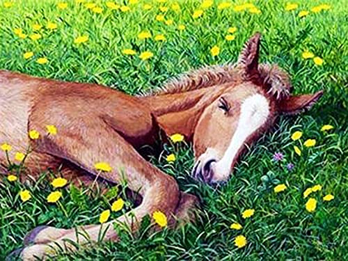 Peinture au diamant cheval kit adulte 30x40cm idée cadeau amusant pour loisirs créatifs