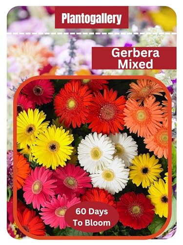 Gerbera Mixed Flower Seeds - Pack Of 10 Seeds By Plantogallery (B0CYWR1Z8L) Amazon Price History, Amazon Price Tracker