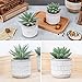 Der Rose Set of 2 Succulents Plants Artificial Fake Cactus Plants for Living Room Bathroom Bedroom Aesthetic Home Shelf Decor