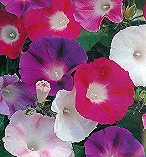 See full amazon price history chart for Bhajanlal Greenery Morning Glory Flower Seeds 12 and More Bhajanlal Greenery Morning Glory Flower Seeds 12 and More (B076DG3958) Amazon Price History, Amazon Price Tracker
