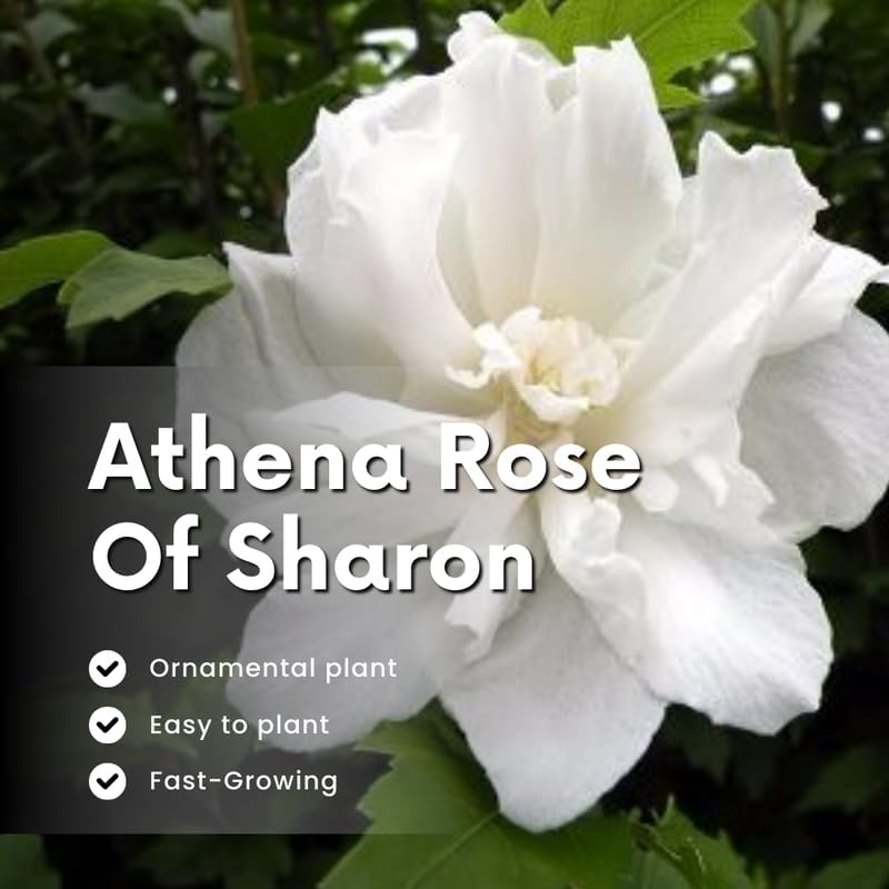 Miniatura 3 de Arbusto de rosa blanca de Sharon, arbusto de hibisco resistente bien arraigado de 7-13 pulgadas de alto con flores de verano para paisaje al aire