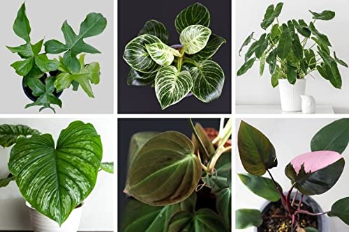 burgundy princess philodendron vs pink princess Philodendron Pink Princess in Trellis, Philodendron Erubescens