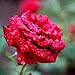 Photographing Flowers