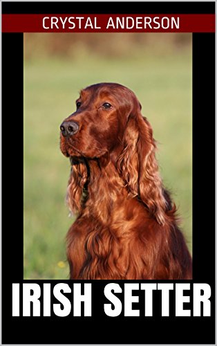 irish setter amazon