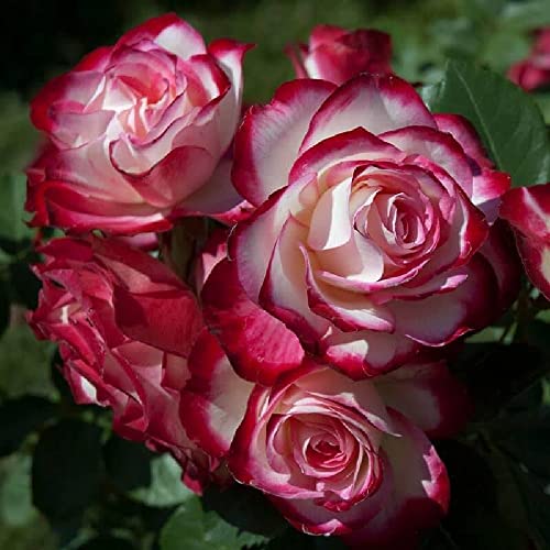  Pianta di rosa JUBILE PRINCE DE MONACO meilland rosai piante rose fiori giardino