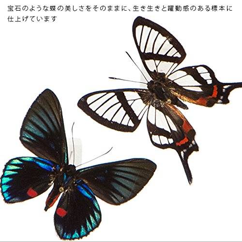 蝶標本　シジミタテハ　セット Amazon.co.jp: 蝶の標本 シジミタテハ 2頭セット タテハチョウ