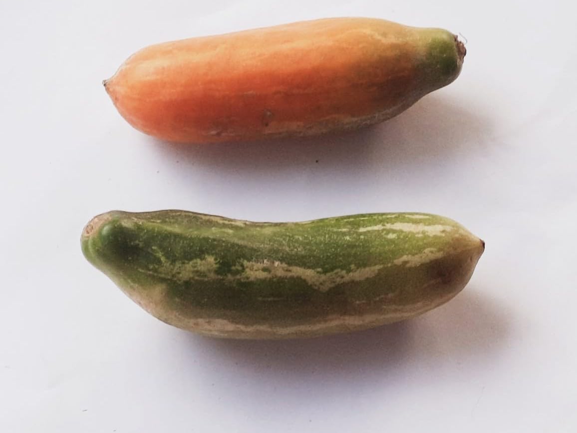 Ivy gourd vegetable seeds (B0CXLYBGSF) Amazon Price History, Amazon Price Tracker