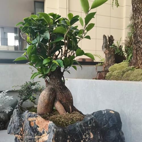 45 stuks ficus ginseng bonsaizaden, planten balkon, bloementuin (Ficus microcarpa) Bijenweidezaden, verhoogd tuinbed Vaste planten winterhard, zaden winterhard Bonsai, bodembedekkerzaden - Afbeelding 4