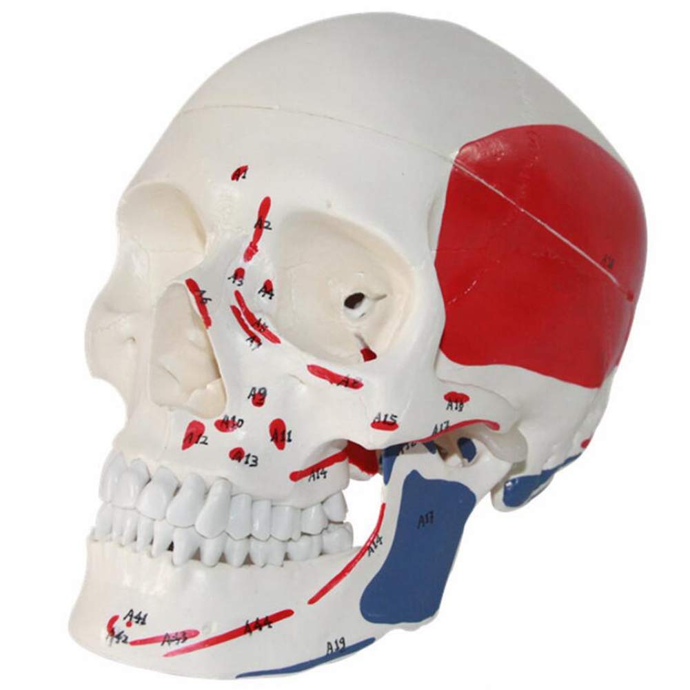 GTHTUHFD Human Skull Model With Markings Muscle And Sutures Removable Skull Cap Detailed Hand Numbering,Life Size Medical
