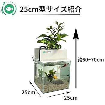 ビオトープセット② Amazon | せせらぎビオトープ 水替え不要【水槽セット】 20cm型
